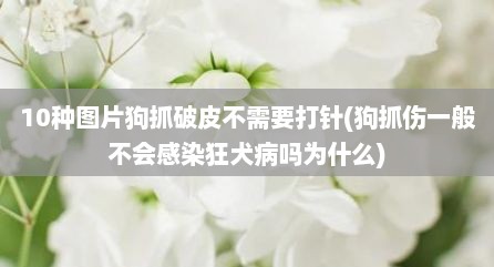 10种图片狗抓破皮不需要打针(狗抓伤一般不会感染狂犬病吗为什么)