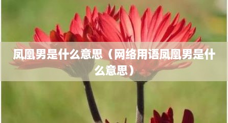 凤凰男是什么意思（网络用语凤凰男是什么意思）