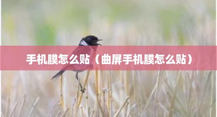 手机膜怎么贴（曲屏手机膜怎么贴）