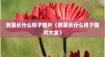 荠菜长什么样子图片（荠菜长什么样子图片大全）