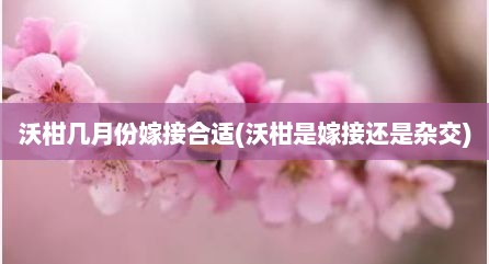 沃柑几月份嫁接合适(沃柑是嫁接还是杂交)