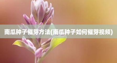 南瓜种子催芽方法(南瓜种子如何催芽视频)