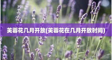 芙蓉花几月开放(芙蓉花在几月开放时间)