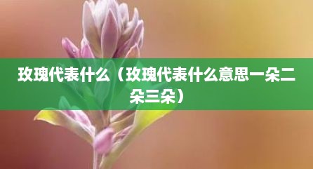 玫瑰代表什么（玫瑰代表什么意思一朵二朵三朵）