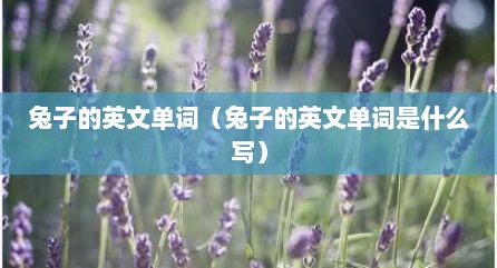 兔子的英文单词（兔子的英文单词是什么写）