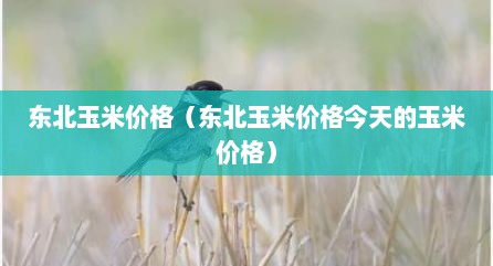 东北玉米价格（东北玉米价格今天的玉米价格）