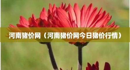 河南猪价网（河南猪价网今日猪价行情）