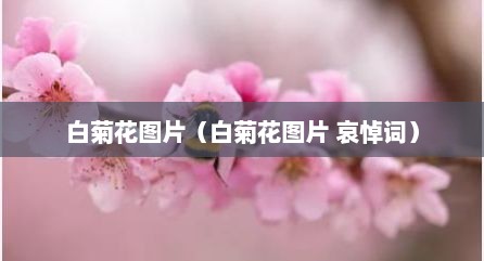 白菊花图片（白菊花图片 哀悼词）