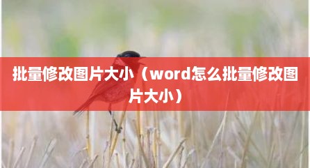 批量修改图片大小（word怎么批量修改图片大小）