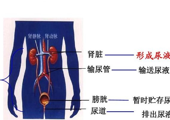 泌尿系统的组成（泌尿系统的组成器官有哪些）