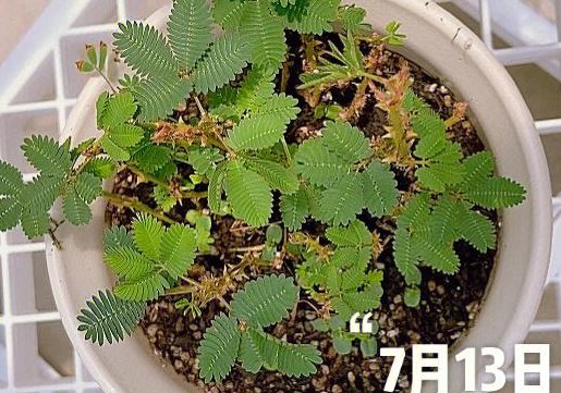 含羞草好养吗(容易养活的含羞草，最适合初学者！)