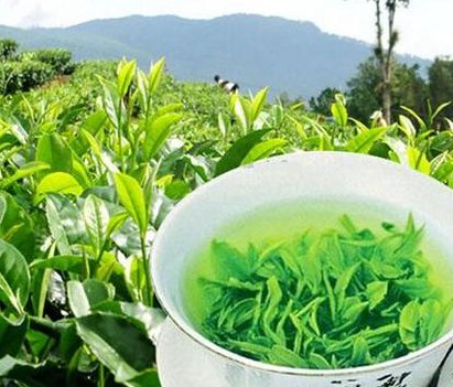 贵定云雾茶(重拾传统，体验清香——贵定云雾茶)