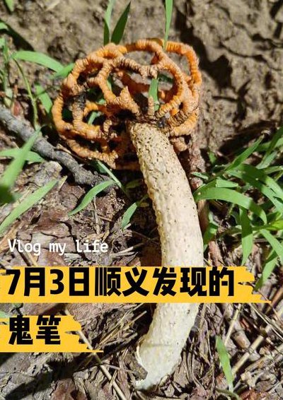 鬼笔菌(神奇的鬼笔菌，感召天生的芬芳)