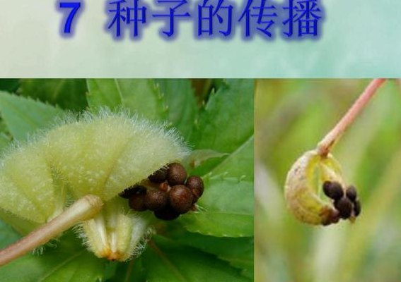 植物种子传播的方法(植物如何通过种子繁殖？)