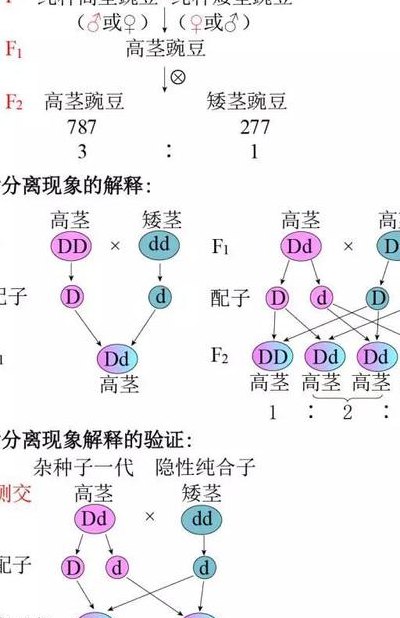 孟德尔遗传定律（孟德尔遗传定律9331图解）