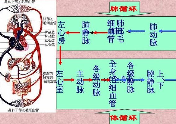 血液循环模式图(身体循环血液的图表)