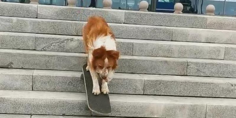 牧羊犬滑滑板下楼梯（边牧滑滑板视频）