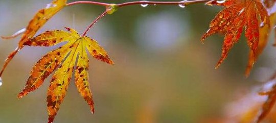 如果我是秋雨我准备给什么带去什么（如果我是秋雨我准备给什么带去什么造句）