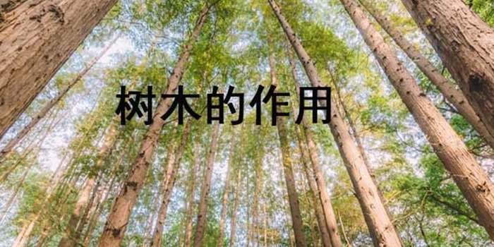 树木的作用(树木的重要作用)