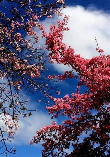 花开花落 云卷云舒(花开花落 云卷云舒  →  花开花落 云卷云舒 )