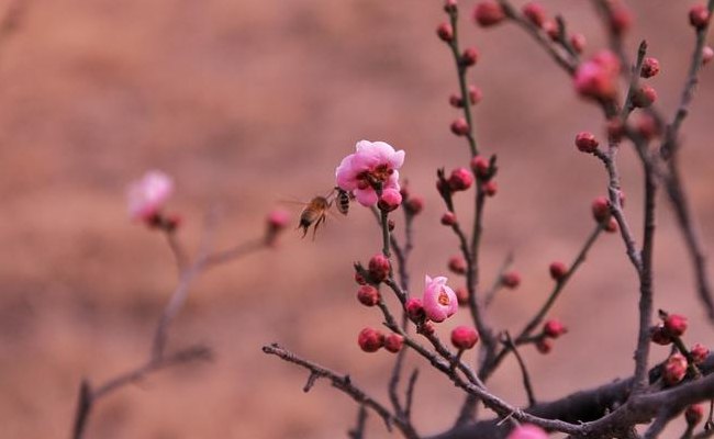 早开的红梅一枝独秀(早春独立艳红梅)