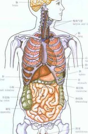 人体器官分布图简图（人体器官分布图简图图片）