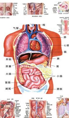 人体五脏六腑图（人体五脏六腑图形图片）