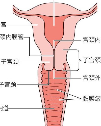 成年女人生理结构图（成年女人生理结构图解）