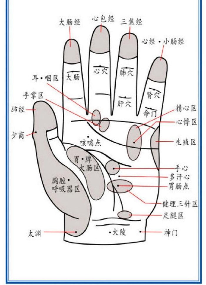 手掌对应五脏六腑图（手掌对应五脏六腑图 反射）