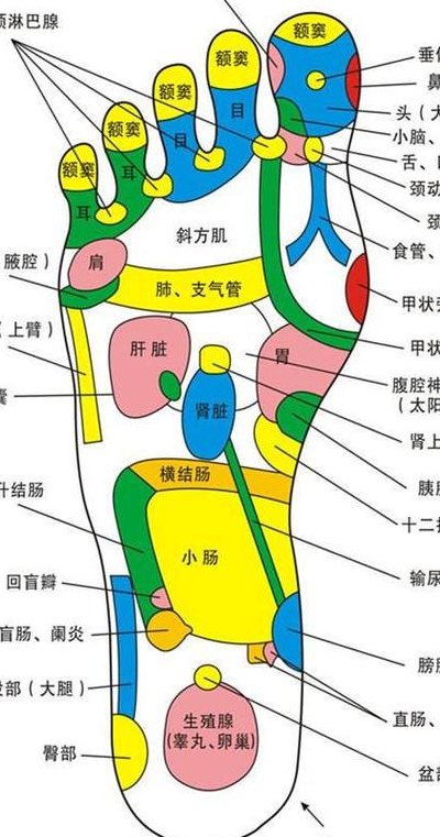 足底反射区图放大全屏（足底反射区图解与疾病）