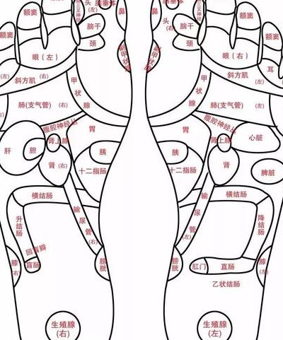 脚的各个部位详细图（脚的各个部位详细图疼痛的反射区）