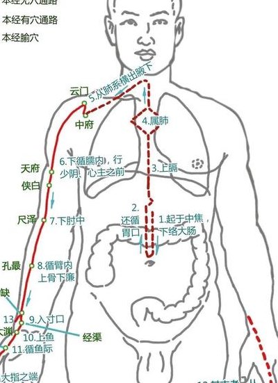 十四经络走向图（十四经络走向图片）