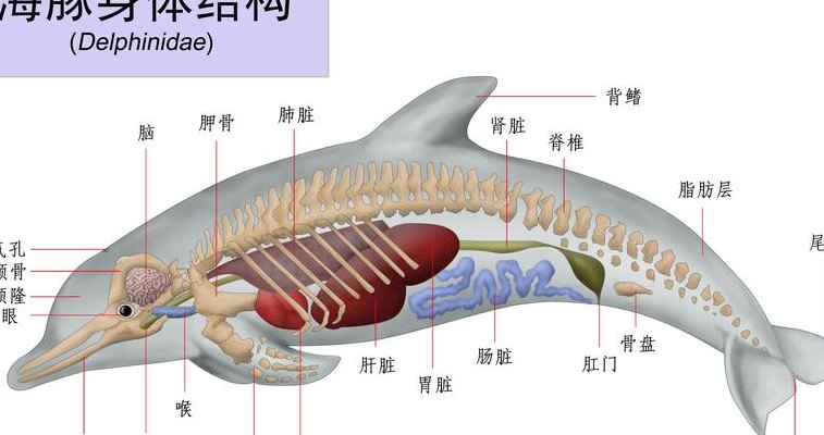 母海豚的生殖结构（海豚生殖方式是什么）