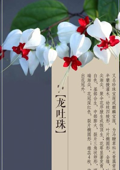 龙吐珠怎么养（龙吐珠怎么养注意事项）