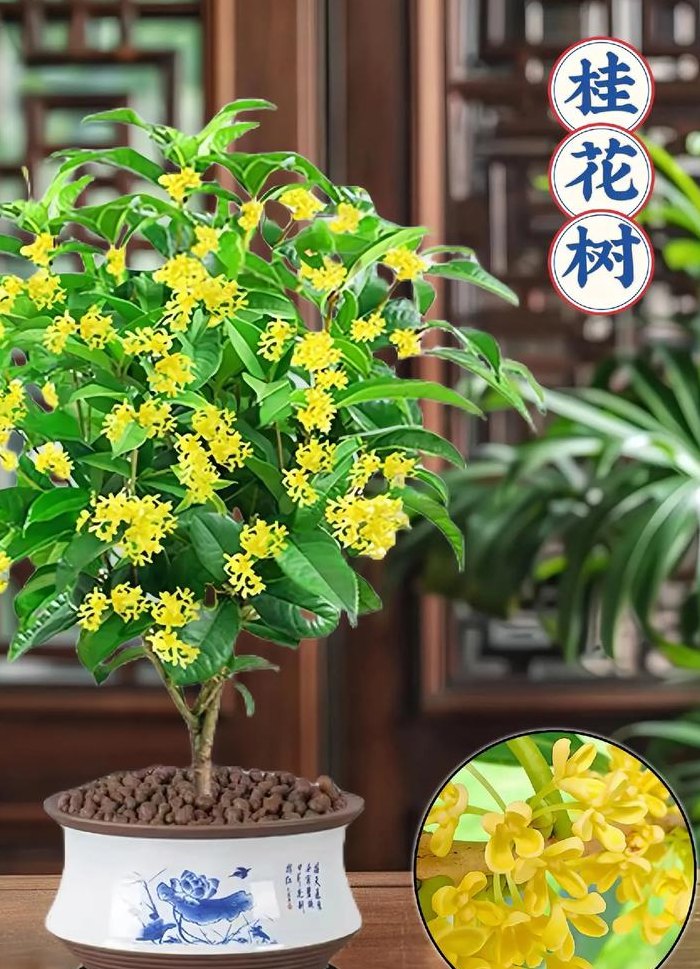 桂花花期（桂花花期最长的是哪个品种）