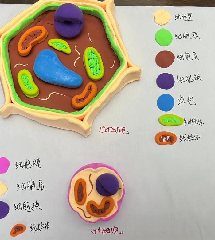 橡皮泥做细胞模型图片（橡皮泥细胞结构图）