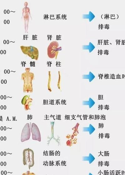 生物钟有哪些（自然界生物的生物钟有哪些）