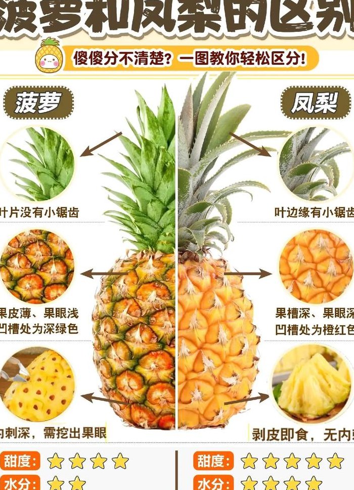 菠萝和凤梨的区别（菠萝和凤梨的区别在哪里）