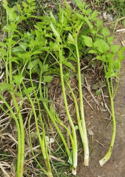 水芹菜怎么种植方法（水芹菜怎么种植方法视频教程）