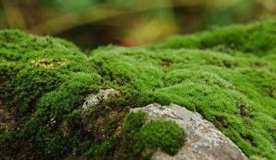 青苔可以吃吗（青苔可以吃吗?有什么作用?能治胃食管倒流么）