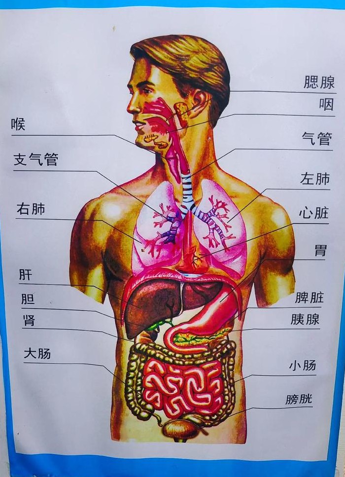 男人身体器官结构图（男人身体器官结构图解）