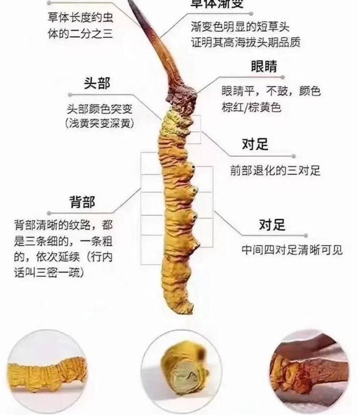 冬虫夏草1248（冬虫夏草1248八卦图什么意思）