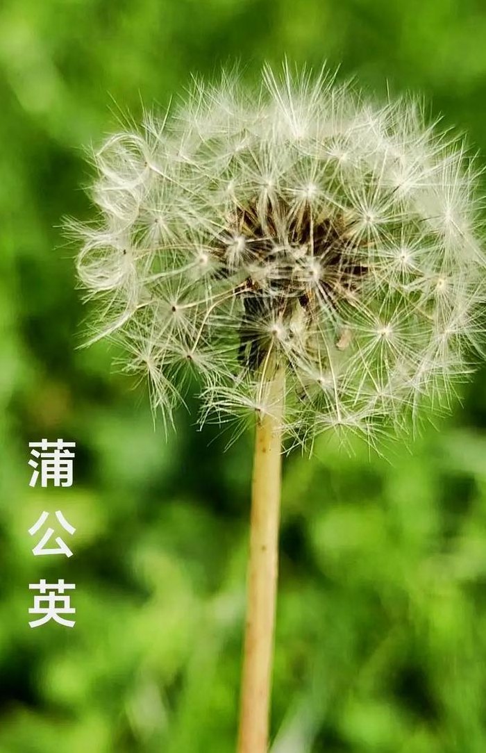 苦苦菜和蒲公英的区别（苦苦菜和蒲公英的区别是什么）