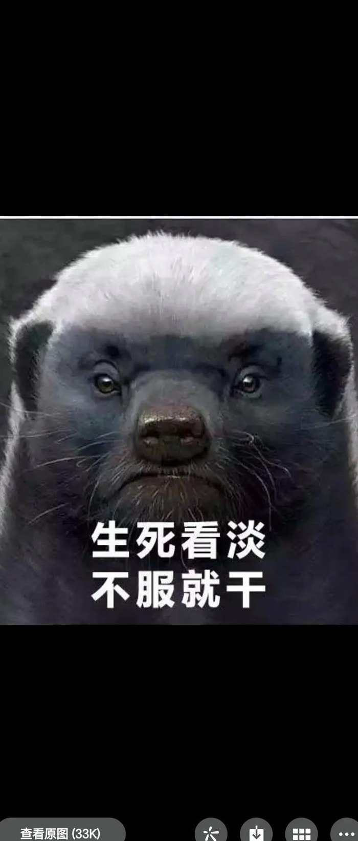 平头哥是什么梗（平头哥到底是什么动物）