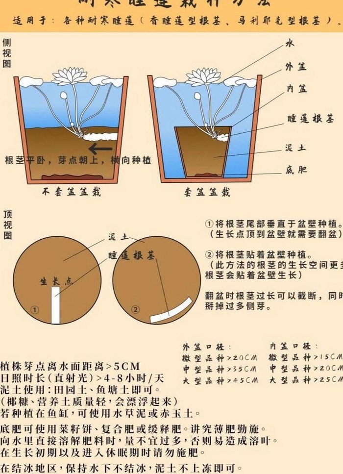 睡莲怎么种植方法图解（睡莲怎样种植方法图片）