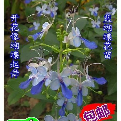 蓝蝴蝶花怎么养（蓝蝴蝶花怎么养才能开花）