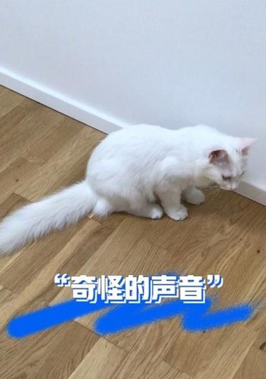 猫一直发出震动的声音（猫一直发出震动的声音怎么回事）