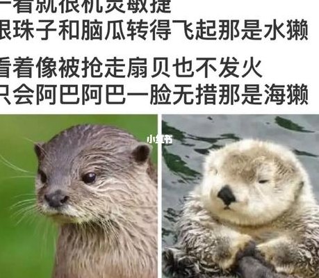 水濑和水獭区别读音（水濑和水獭区别读音拼音）