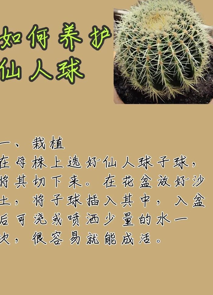 仙人球的花语（仙人球的花语与寓意励志）