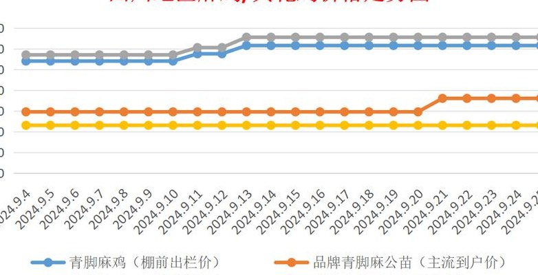 麻鸡行情（麻鸡行情预测最新消息）